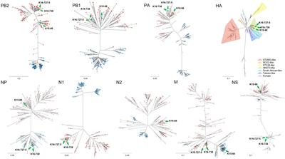 Detection of intercontinental reassortant H6 avian influenza viruses from wild birds in South Korea, 2015 and 2017